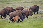 Bison (Bison bison) cow and calf running in the rain, Yellowstone National Park, Wyoming, United States of America, North America