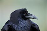 Common Raven (Corvus corax), Yellowstone National Park, Wyoming, United States of America, North America