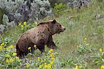 Grizzly Bear (Ursus arctos horribilis), Yellowstone National Park, Wyoming, United States of America, North America