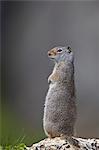 Uinta Ground Squirrel (Urocitellus armatus), Yellowstone National Park, Wyoming, United States of America, North America