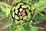 Close-up of artichoke