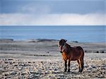 Young wild horse on beach