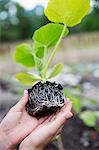 Teenage girl holding plant in hands