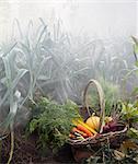 Basket with vegetable in garden