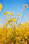 Close-up of oilseed rape