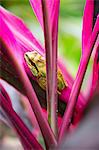 Close-up of frog on pink plant