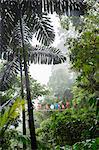 Tourists on rope bridge in rainforest