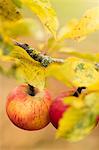 Ripe apples hanging from branch