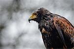 Harris hawk, United Kingdom, Europe