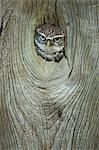 Little owl (Athene noctua), in captivity, Gloucestershire, England, United Kingdom, Europe