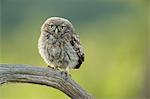 Little owl (Athene noctua), Yorkshire, England, United Kingdom, Europe