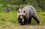 Brown bear (Ursus arctos), Finland, Scandinavia, Europe