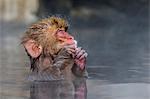 Japanese macaque (Snow monkey) (Macata fuscata), relaxing in a hot spring, Jigokudani Yaen-Koen, Nagano Prefecture, Japan, Asia