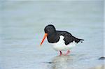 Close-up of Eurasian oystercatcher (Haematopus ostralegus) in spring (april) on Helgoland, a small Island of Northern Germany