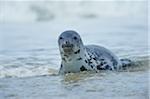 Close-up of Eastern Atlantic harbor seal (Phoca vituliana vitulina) in spring (april) on Helgoland, a small Island of Northern Germany