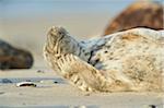 Close-up of Eastern Atlantic harbor seal (Phoca vituliana vitulina) in spring (april) on Helgoland, a small Island of Northern Germany