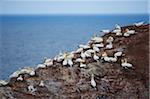 Close-up of Northern gannets (Morus bassanus) in spring (april) on Helgoland, a small Island of Northern Germany