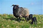 Close-up of Heidschnucke sheep with lambs in spring (april) on Helgoland, a small Island of Northern Germany