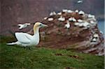 Close-up of Northern gannet (Morus bassanus) in spring (april) on Helgoland, a small Island of Northern Germany