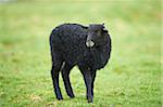 Close-up of a Heidschnucke lamb in spring (april) on Helgoland, a small Island of Northern Germany