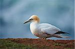 Close-up of Northern gannet (Morus bassanus) in spring (april) on Helgoland, a small Island of Northern Germany