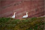Northern gannets (Morus bassanus) on sea cliff in spring (april) on Helgoland, a small Island of Northern Germany