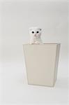 Scottish fold