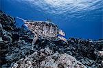 Hawksbill Turtle swimming over coral, Cozumel