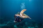 Young woman swimming with rare green sea turtle (Chelonia Mydas), Moalboal, Cebu, Philippines