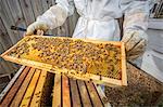 Beekeeper holding hive frame with bees, mid section