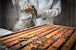 Beekeeper smoking bees in hive, mid section