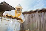 Beekeeper removing frame from beehive