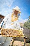 Portrait of beekeeper holding hive frame with bees