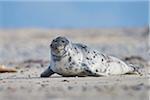 Portrait of Eastern Altantic Harbor Seal (Phoca vitulina vitulina) in Spring on Helgoland, Germany