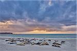 Landscape with Eastern Atlantic Harbor Seals (Phoca vitulina vitulina) lying on Beach in Spring on Helgoland, Germany