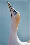 Close-up of Northern Gannet (Morus bassanus) in Spring on Helgoland, Germany