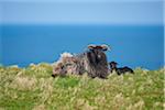 Portrait of Heidschnucke Sheep (Ovis orientalis aries) with Lamb in Spring on Helgoland, Germany
