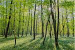 Sun through European Beech Forest (Fagus sylvatica) with Ramson (Allium ursinum) in Spring, Hesse, Germany