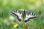 Old World Swallowtail (Papilio machaon) on Common Dandelion (Taraxacum officinale) in Meadow, Upper Palatinate, Bavaria, Germany