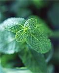 Fresh mint leaves, close-up