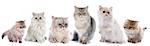 family persian cats in front of white background