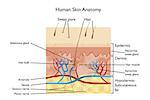 Human Skin Anatomy - detailed illustration with designations in English