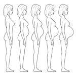 Vector illustration of stages of pregnancy of the woman.
