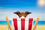 jack russell dog on a  beach chair or hammock at the beach relaxing  on summer vacation holidays, ocean shore as background