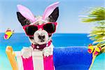 terrier dog on a hammock , during easter holidays, with bunny ears, at the beach, egg basket included