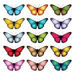 Set of butterflies isolated on white background. Vector illustration.