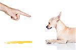 chihuahua dog being punished for urinate or pee  at home by his owner, isolated on white background