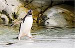 Gentoo Penguin  runs over  water in Antarctica