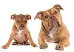 puppy and adult old english bulldog in front of white background