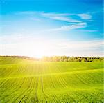 Spring Landscape. Green Field on the Background of Beautiful Sunset and Blue Sky. Toned Photo with Copy Space.